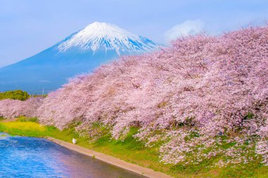 Fuji Dağı ve Pembe Sakura Ağaçları İlkbahar, Fuji Şehri, Shizuoka, Japonya 'da Uruigawa nehri boyunca uzanır.