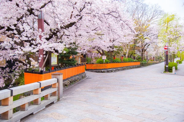 Япония Марта 2023 Года Ряд Розовых Деревьев Сакура Полностью Расцветает — стоковое фото