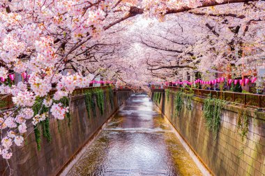 Scenic view of Pink Sakura Trees along Meguro River in Springtime at Nakameguro, Tokyo, Japan