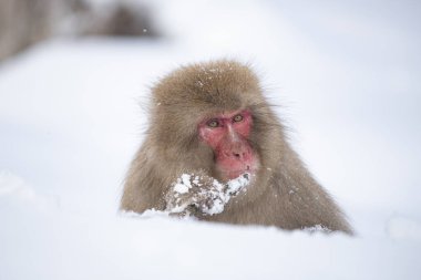 Kar Maymunları kış mevsiminde Jigokudani Kar Maymun Parkı 'nda, Nagano' da, Japonya 'da, Doğal Bahar' da banyo yapıyorlar.