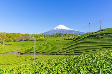 Fuji mountain and Green Tea Plantation, Fujinomiya , Shizuoka, Japan clipart