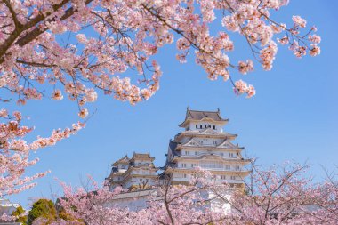 Japonya - 3 Nisan 2023: Pembe Sakura dallı Himeji Kalesi, Himeji, Hyogo