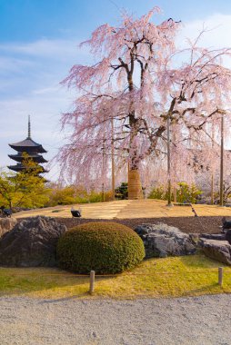Japonya - 31 Mart 2024: Toji Tapınağı bahçesindeki Pembe Sakura ağaçlarının Büyük Antik Pagoda arka planının baharda, Kyoto
