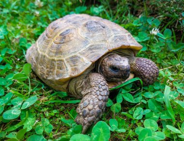 A close-up of a land turtle among bright green grass on a summer day clipart