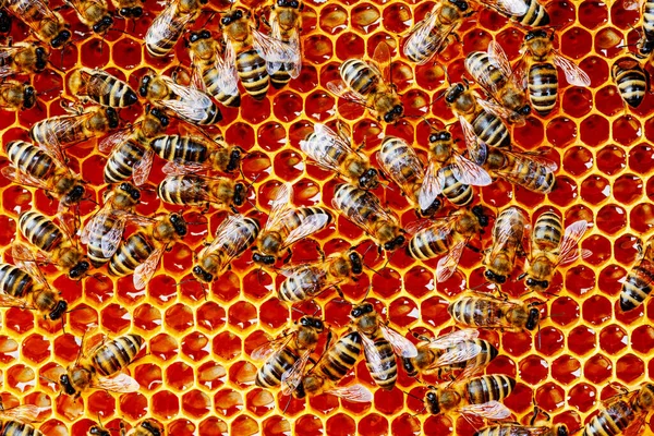 Piękny Plaster Miodu Zbliżeniem Pszczoły Rój Pszczół Czołga Się Przez — Zdjęcie stockowe