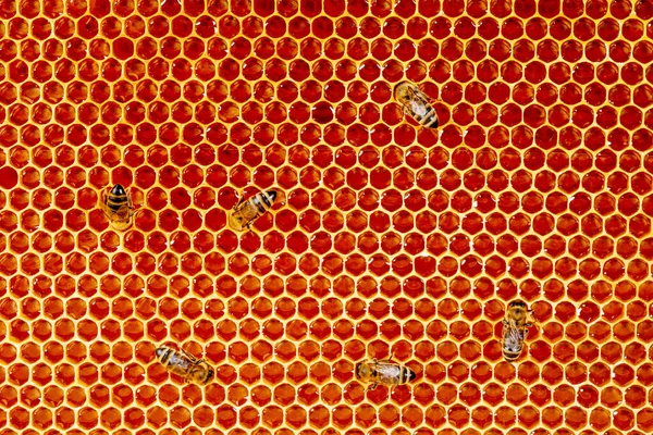 꿀벌을 클로즈업 아름다운 벌집입니다 사이로 기어다니면서 모은다 건강을 스톡 사진
