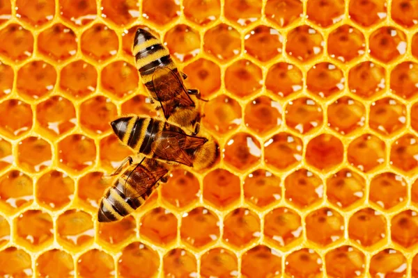Закрыть Обзор Работающим Пчелам Честных Клетках Лицензионные Стоковые Изображения