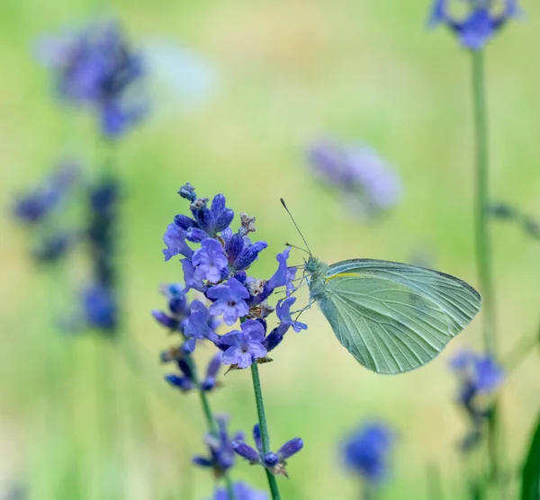 White Butterfly Purple Flower Head Blurry Pastel Colored Background — Stock Photo, Image