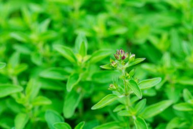 Green fresh sweet marjoram Origanum majorana spicy herb sprouts growing, close up clipart