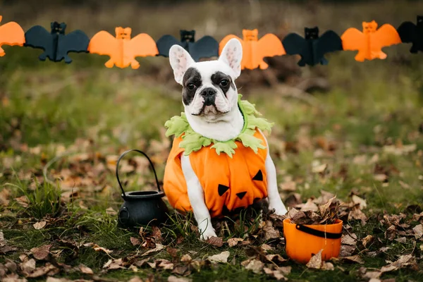 Halloween and Thanksgiving Holidays. Dog with pumpkins in the forest. Cute French Bulldog. Dog costume for Halloween