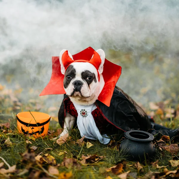 Bulldog Dog Dracula Costume Halloween Vampire — Stock Photo, Image