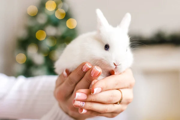 Cute White Christmas Rabbit Symbol New Year 2023 Close Hands — Stock Photo, Image