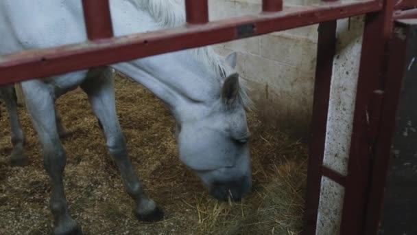 Cavallo Bianco Adulto Mangia Paglia Nella Stalla Cavalli Mangiano Cibo — Video Stock