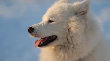 Samoyed köpek karda parkın arka planında yakın plan.