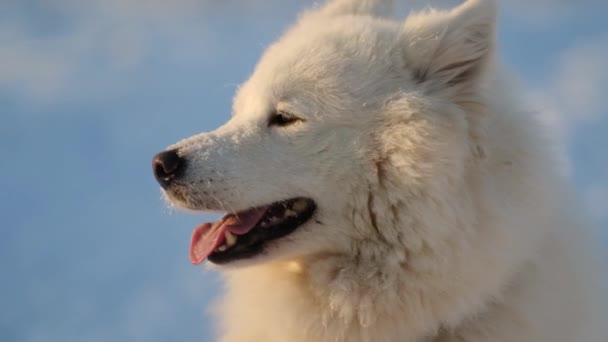 Samojad Hund Snön Närbild Bakgrunden Parken — Stockvideo