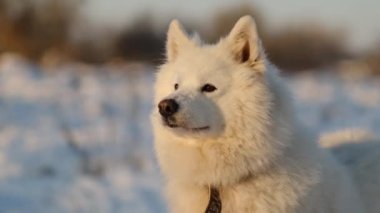 Samoyed köpek karda parkın arka planında yakın plan.