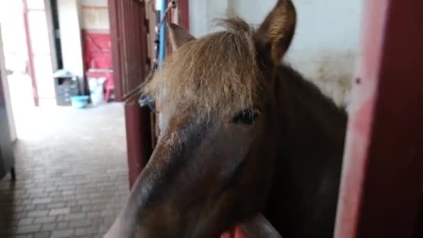 Close Brown Horse Stable Waiting Fed — Stock video