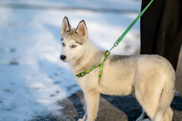 siberian husky puppy with bokeh sunlight in winter on a walk