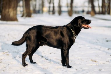 A black labrador walks outside in winter. Portrait of an adult labrador