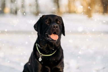 A black labrador walks outside in winter. Portrait of an adult labrador