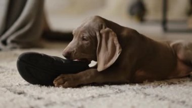 Weimaraner puppy nibbles on the owners house slipper. Small dog ruins home clothes