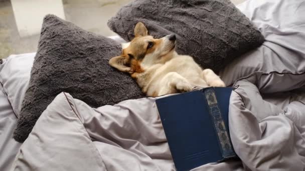 知识概念 聪明的宠物一只纯洁的科吉犬睡在舒适的床上 像人一样看书 — 图库视频影像