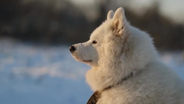 Самогубство Собаки Снігу Крупним Планом Тлі Парку — стокове відео