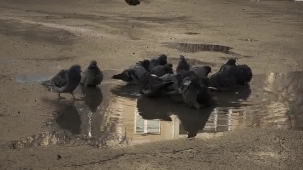 早春に雪が溶けると 鳩は道路の水溜りで水を浴び飲みます — ストック動画