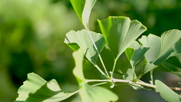 Yeşil Ginkgo Yapraklarına Yakın Çekim Güneş Işığı Altında Doğal Görüş — Stok video