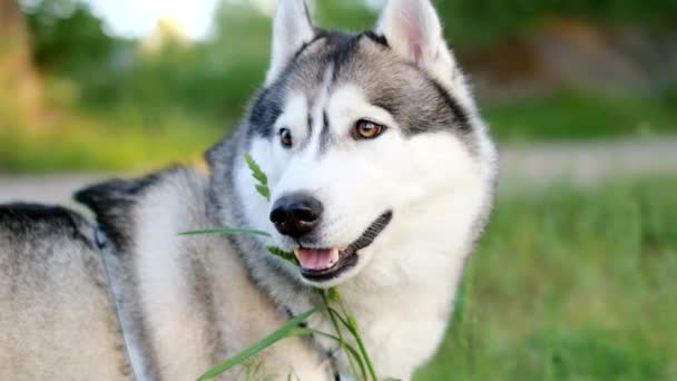 Порода Собак Сибирский Хаски Парке Закате Портрет — стоковое видео