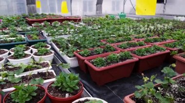 Bir pota bitki nakli. Bir kadın çiçek tencereye Fideler dikim elleri. bitkiler nakli. Birkaç saksıyı, toprak yığını üzerinde kahverengi. Dünya günü.