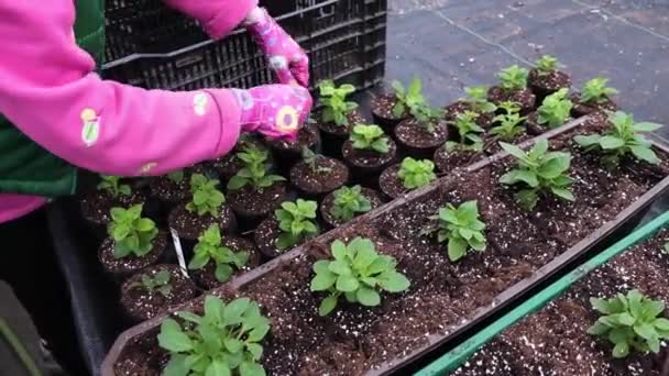 鍋に植物の移植 植木鉢に芽を植える女性の手 植物を移植します いくつか茶色の植木鉢 土のヒープの 地球の日 — ストック動画