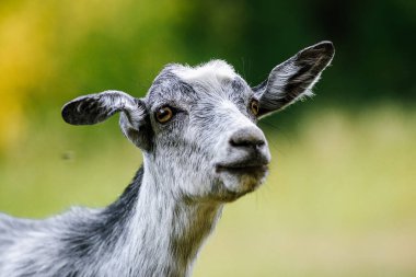 Yeşil çimenlerin arka planında kameraya bakan komik bir keçinin portresi