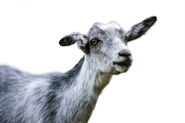 Portrait Funny Goat Isolated White Background — Stock Photo, Image