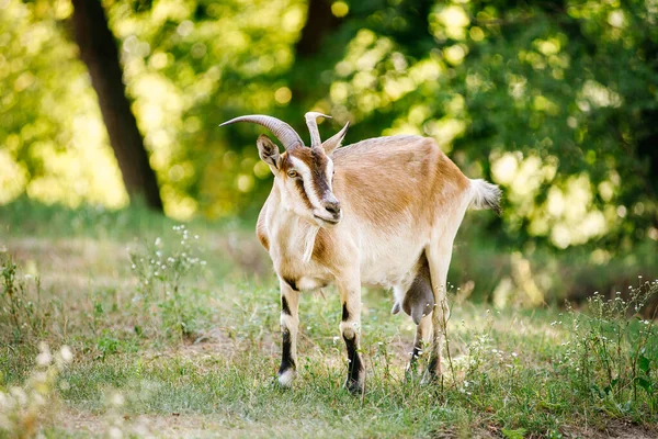 Chèvre Paît Dans Prairie Espèces Pastorales Pâturages Animaux Ruraux Les — Photo