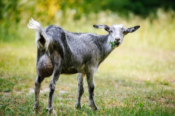 Chèvre Paît Dans Prairie Espèces Pastorales Pâturages Animaux Ruraux Les — Photo