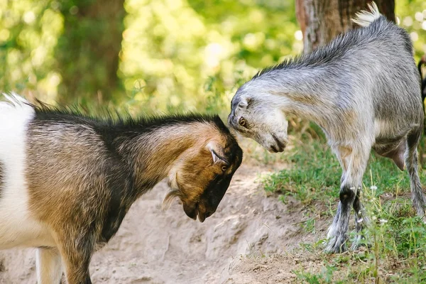 Deux Jeunes Chèvres Jouent Combat Dans Parc — Photo