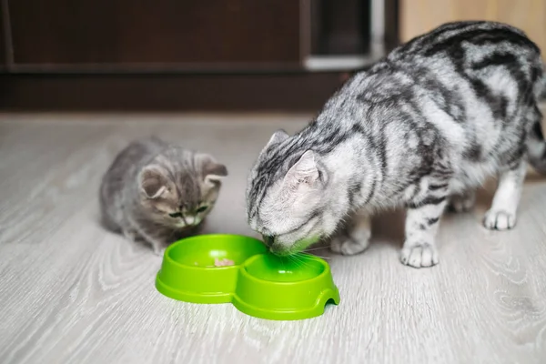 Katzenmutter Und Ihr Kätzchen Fressen Futter Aus Einer Schüssel Der — Stockfoto