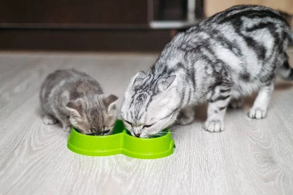 Μητέρα Γάτα Και Γατάκι Της Τρώνε Φαγητό Από Ένα Μπολ Εικόνα Αρχείου