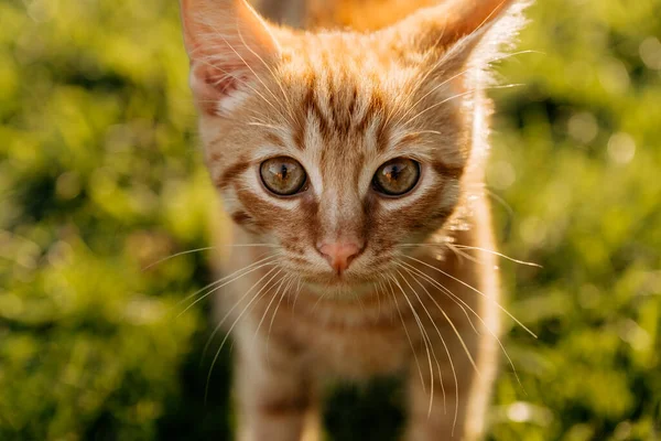 Маленький Красный Котенок Саду — стоковое фото