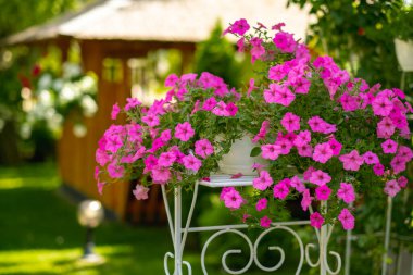 Evin avlusunda pembe petunya çiçekli sepetler. Süs bitkisindeki petunya çiçeği.