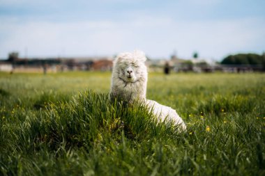 Bir sürü yünlü komik beyaz alpaka çayırda dinleniyor.