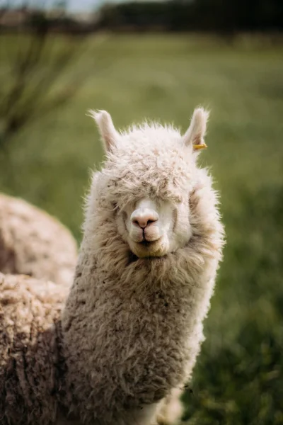 Funny White Alpaca Lots Wool Resting Meadow — Stock Photo, Image