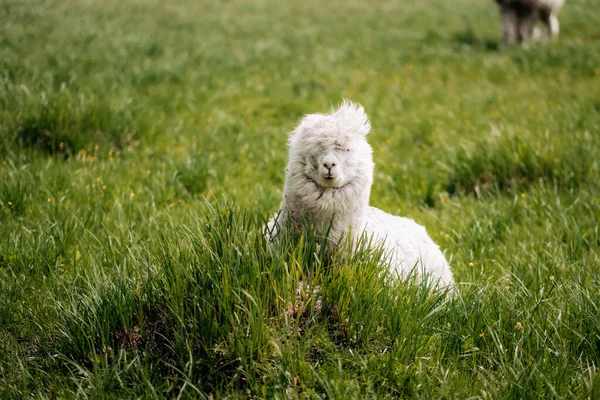 Alpaca Branca Engraçada Com Muita Está Descansando Prado — Fotografia de Stock