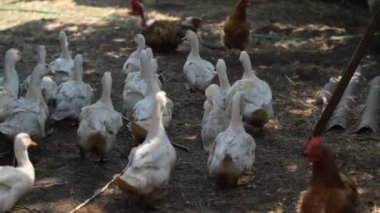 White ducks walk in the chicken coop. Cage-free keeping of birds in floor cages is a trend in modern poultry farming. Small local business. flock of domestic geese on a farm on a sunny day.