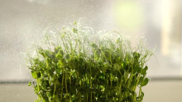 Cultivando Plántulas Concepto Alimentos Orgánicos Cultivando Microgreens Casa Después Rociar — Vídeos de Stock