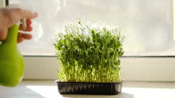 成長する苗 有機食品コンセプト 自宅で成長するマイクロゲン コンテナに緑色のマイクログリーンをスプレーした後 植物の上部に水を噴霧します — ストック動画