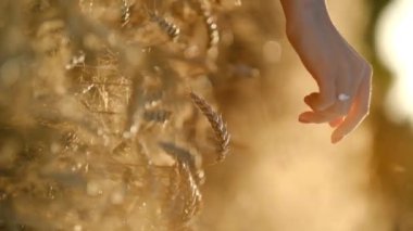 Kadın eli buğday tarlasında koşuyor. Kızlar buğday kulaklarına dokunuyor..