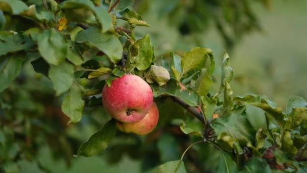 Яблуко Збирається Восени Вирощування Органічних Яблук Саду Сезон Дозрівання Яблук — стокове відео