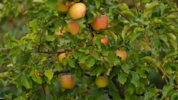 Appelplukken Herfst Biologische Appels Kweken Tuin Appelrijpingseizoen — Stockvideo